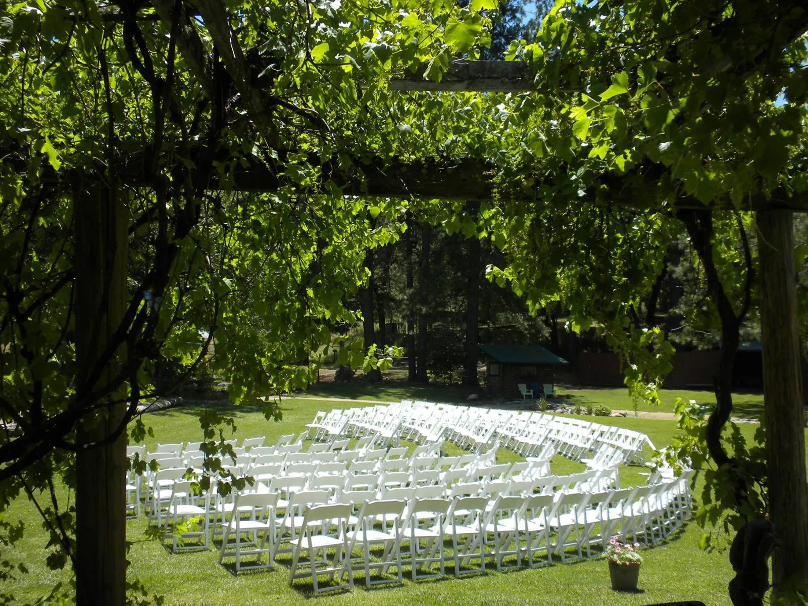 Rows of white folding chairs on the ceremony lawn, seen through a leafy grape arbor